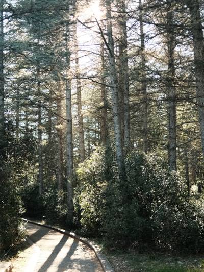Chemin ensoleillé dans la forêt des Cèdres de Bonnieux, Luberon